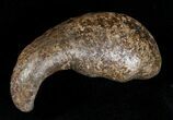 Fossil Cetacean (Whale) Ear Bone - Miocene #3493-1